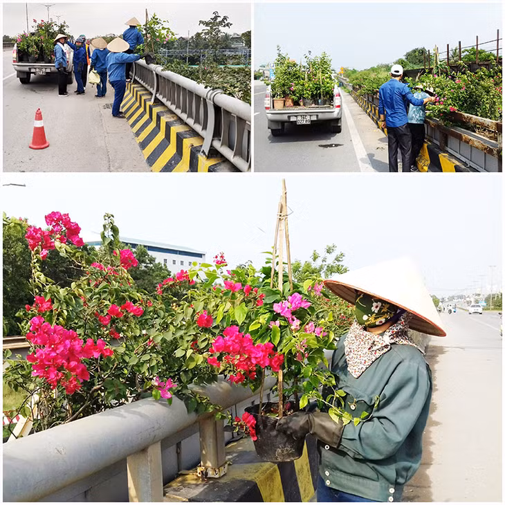 Công nhân Công ty CP môi trường và đô thị Uông Bí trồng bổ sung các cây hoa giấy bị nhổ trộm tháng 4 vừa qua