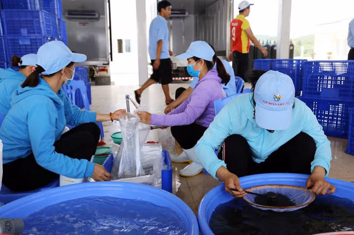 Sau khi được kiểm tra chất lượng, tôm giống được đóng gói xuất bán ra thị trường.