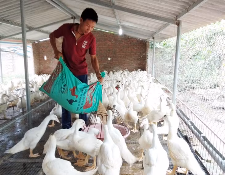 Mô hình trang trại của anh Trần Văn Hiếu không chỉ giúp anh vươn lên thoát nghèo 