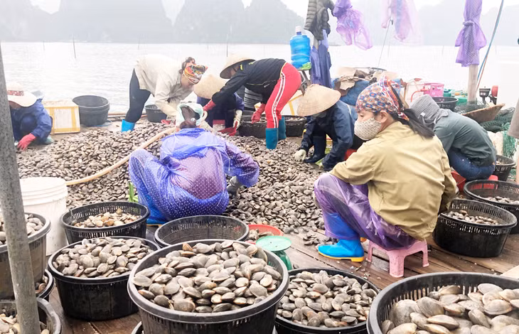 Nuôi ngao giá tại Vân Đồn