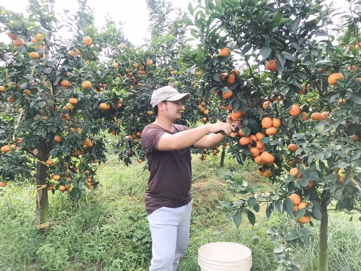 Vườn mẫu trồng cam Canh, bưởi Diễn của người dân thôn Phúc Thị, xã Việt Dân, TX Đông Triều.