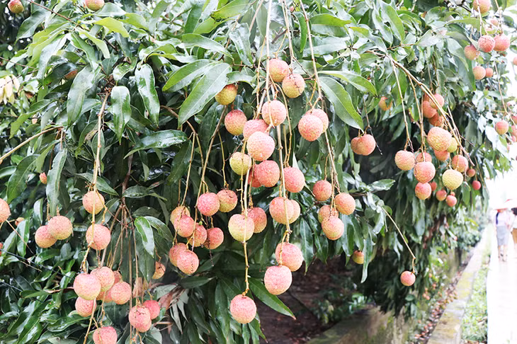 Quả vải đạt tiêu chí cả về hình thức và chất lượng