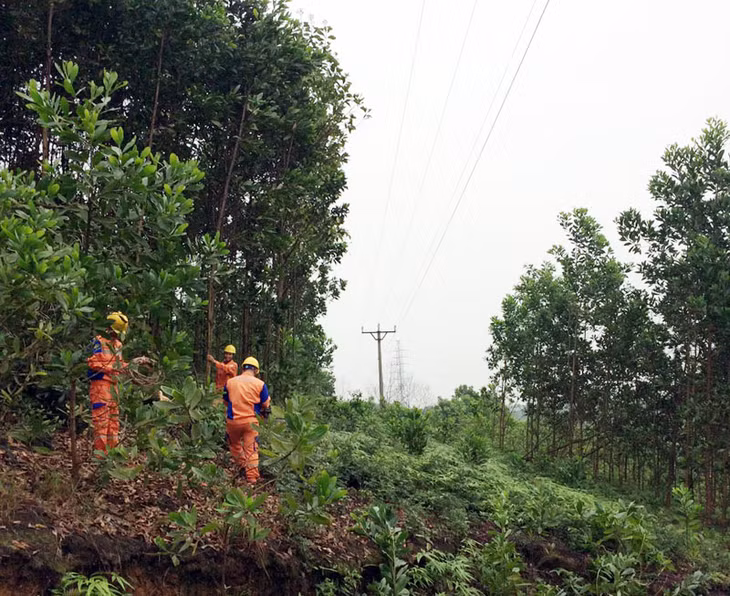 Công nhân Điện lực Hải Hà phát quang hành lang lưới điện, đảm bảo an toàn trong mùa mưa bão.
