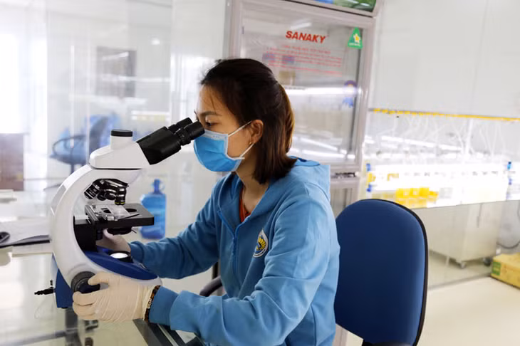 Soi tảo gốc để kiểm tra chất lượng tảo trước khi nhân giống tảo.