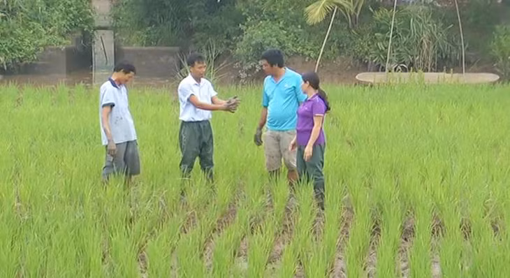 Mô hình rươi - lúa đang được Trung tâm Khuyến nông tỉnh triển khai ở một số hộ dân trên địa bàn TP Uông Bí.