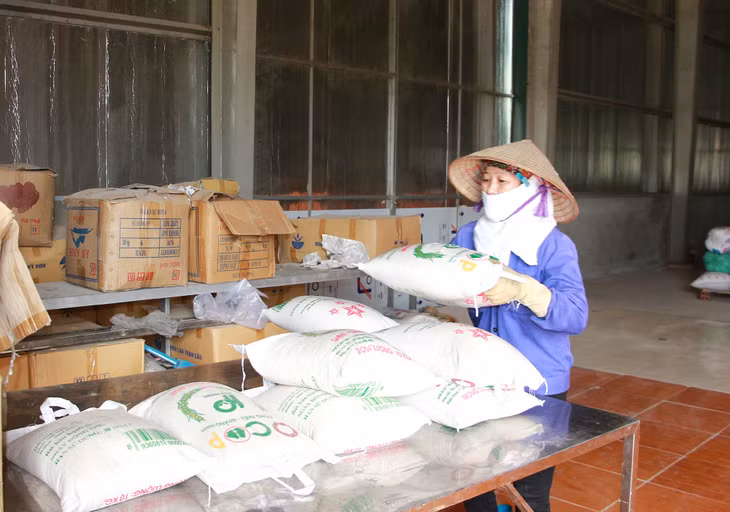 Đóng gói sản phẩm gạo nếp cái hoa vàng của HTX Dịch vụ nông nghiệp chất lượng cao Hoa Phong (TX Đông Triều).