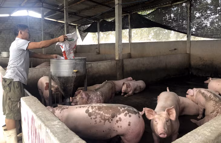 Mô hình chăn nuôi của anh Nguyễn Xuân Hùng ở thôn Đồng Đò, xã Bình Khê.
