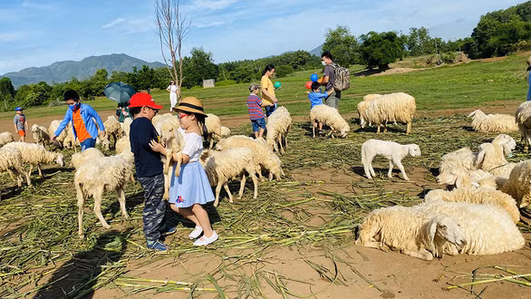 Các bé say sưa tận hưởng khoảnh khắc đáng nhớ bên các chú cừu đáng yêu tại đồi cừu Suối Nghệ (BR-VT) - Ảnh: MINH HUỲNH