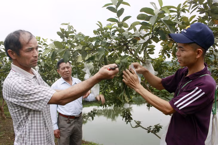  Ông Ân Văn Kim (bên trái), thôn Đồng Dạng, xã Sơn Dương, huyện Hoành Bồ hướng dẫn cách chăm sóc ổi cho các hội viên.