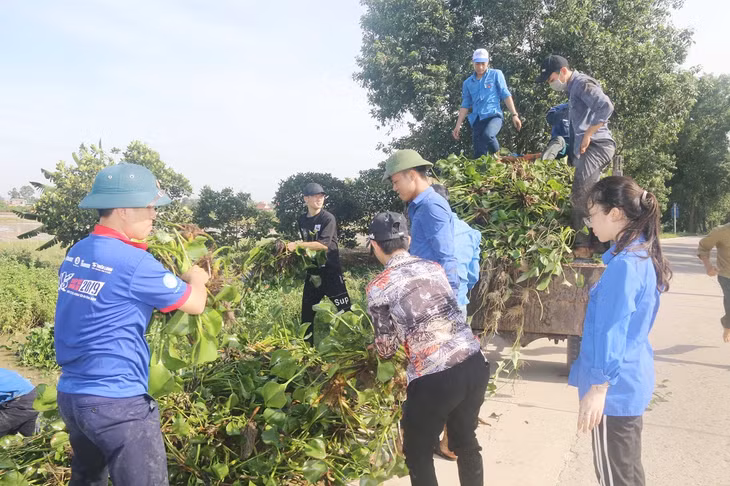 Hội LHTN xã Việt Dân phối hợp với Hội LHTN các xã lân cận tổ chức ra quân vớt bèo tây, khơi thông tuyến mương trên địa bàn. Ảnh: Thu Trang (Trung tâm TT-VH Đông Triều)