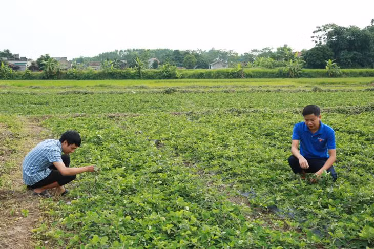 Mô hình trồng cây kim tiền thảo ở xã Đông Hải phát triển tốt.