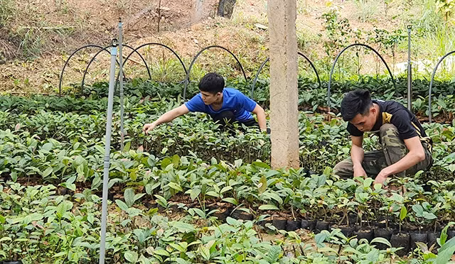 Chăm sóc vườn ươm trà hoa vàng tại Công ty cổ phần Kinh doanh lâm sản Đạp Thanh.