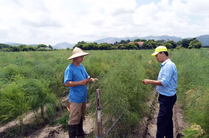 Mô hình trồng măng tây của anh Nguyễn 