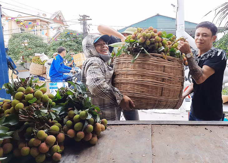 Vụ vải này, nông dân Phương Nam thắng lớn.
