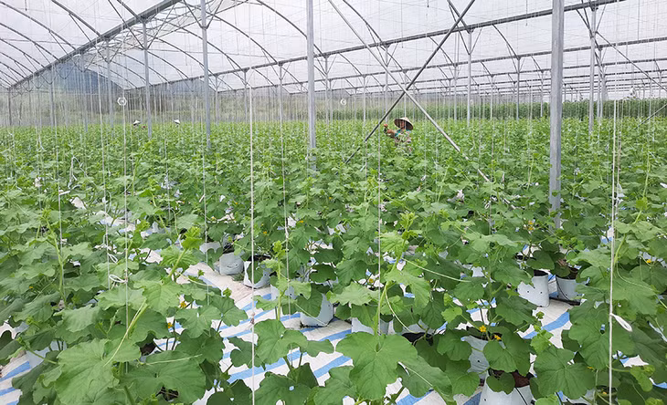 Mô hình dưa lưới Đầm Hà hiện phát triển tốt.
