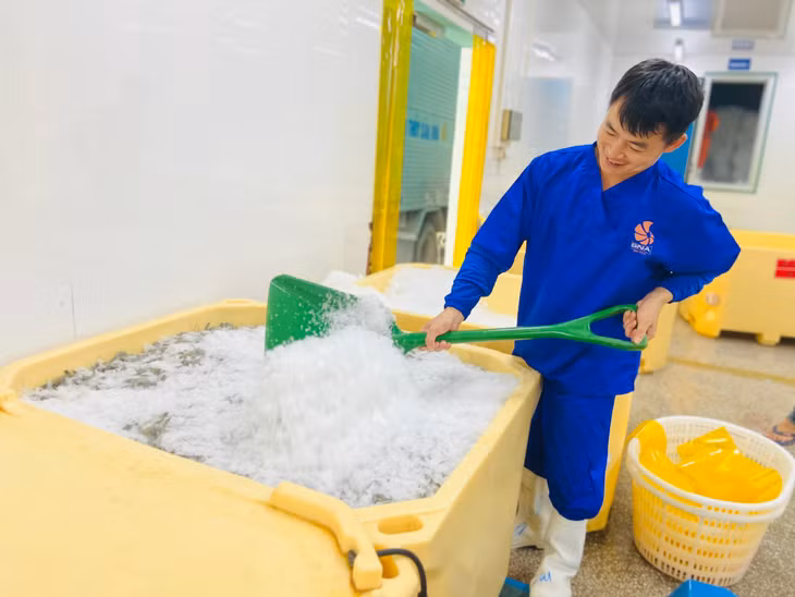 Sản xuất tại Công ty CP Thủy sản BNA Ba Chẽ. Ảnh: Hoàng Nga