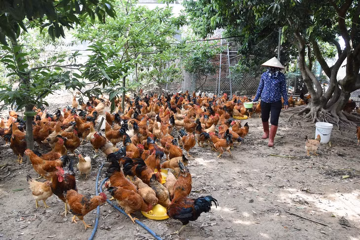  Sở NN&PTNT tham mưu xây dựng tờ trình ban hành quy định khu vực không được phép chăn nuôi theo quy định của Luật Chăn nuôi 2018. 