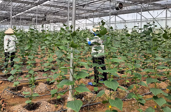 Chăm sóc cây trồng trong nhà tại cơ sở 188 Farm Mạo Khê, Đông Triều