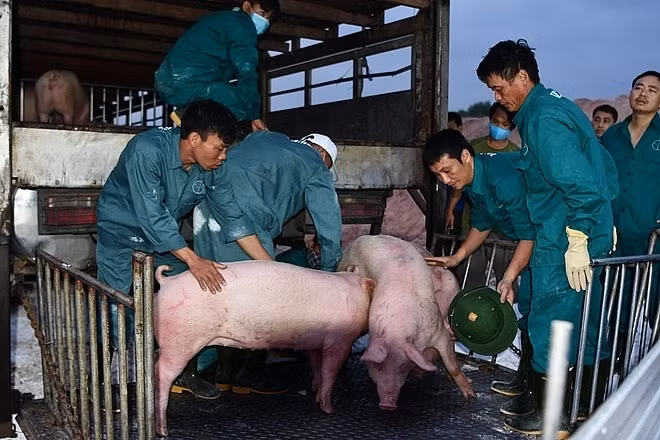 Đại diện Bộ Thương mại Thái Lan cho biết có thể nước này sẽ giới hạn lượng lợn xuất khẩu nhằm đảm bảo nguồn cung trong nước. Ảnh: Văn Giang
