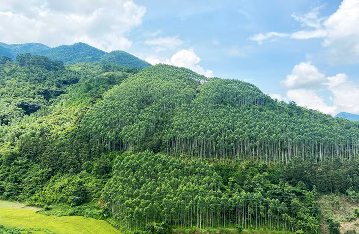 Rừng tại địa bàn xã Húc Động, huyện Bình Liêu.