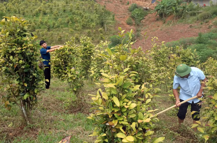 Mô hình trồng trà hoa vàng của ông Đàm Văn Cường, thôn Khe Loọng Ngoài, xã Thanh Sơn, huyện Ba Chẽ.