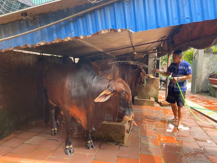 Hộ ông Đinh Đức Hạnh (xã Hiệp Hòa, TX Quảng Yên) chủ động việc chăn nuôi với bảo vệ môi trường.
