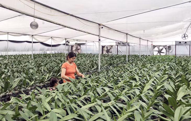 Mô hình tròng hoa lan chất lượng cao của gia đình chị Đỗ Thị Luyến tại thôn Trại Mới A, xã Bình Khê.