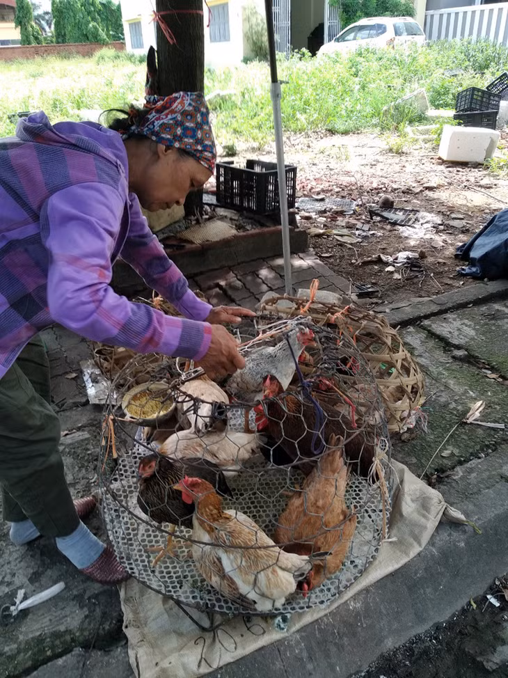 Bà Gái chuyên bán gà thịt tại chợ 4 Móng Cái than phiền về tình trạng 