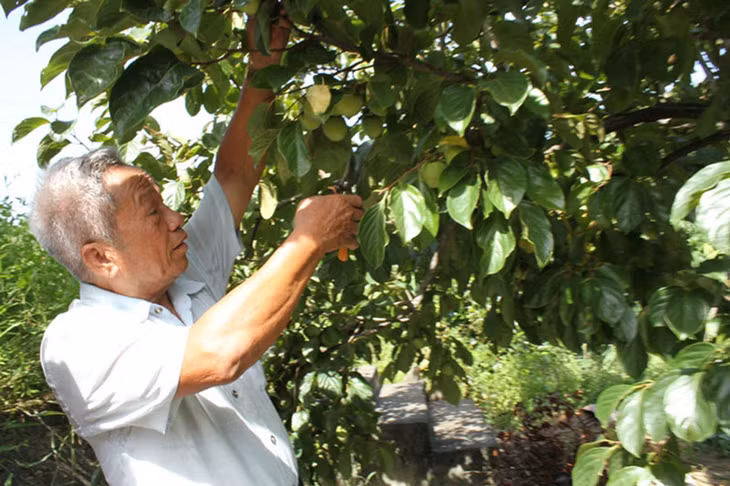 Ông Lương Quang Nghênh gương mẫu đi đầu trong phát triển kinh tế gia đình.
