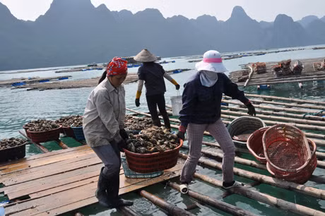 Đầu ra cho sản phẩm vẫn là mối lo với người nuôi hàu ở xã Bản Sen (Vân Đồn).