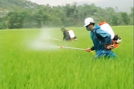 Nông dân phun thuốc trừ sâu trên ruộng lúa tại Việt Nam. Ảnh: baolaocai.vn.