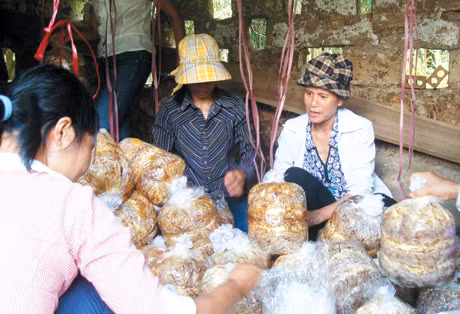 Trung tâm Dạy nghề Hội LHPN tỉnh dạy nghề trồng nấm rơm cho hội viên, phụ nữ xã Thống Nhất (Hoành Bồ).