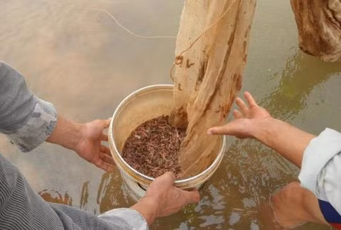 Theo nhiều người có thâm niên làm rươi ở thuộc xã Kim Tân (huyện Kim Sơn, tỉnh Ninh Bình), những năm trước từ cuối tháng chin, đầu tháng mười là bắt đầu có rươi nhưng năm nay, mùa rươi đến muộn, tận rằm tháng mười (âm lịch) rươi mới "bói" một vài con...
