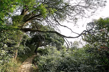 Đường lên Yên Tử vắng bóng du khách