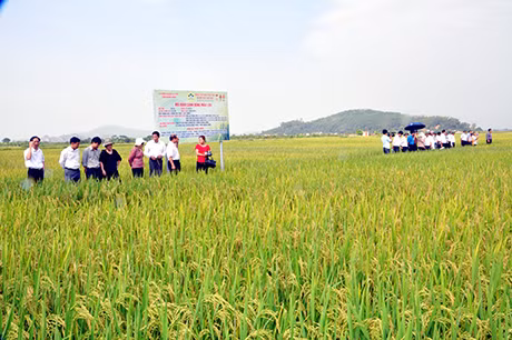Cánh đồng mẫu lớn của Hưng Đạo ảnh 1