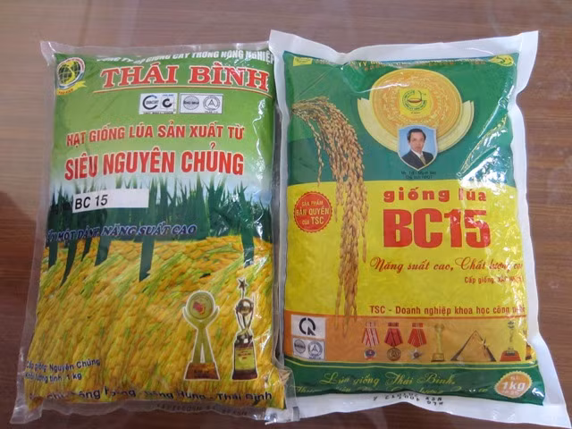Thóc giống thật giả lẫn lộn (hàng thật bên phải)