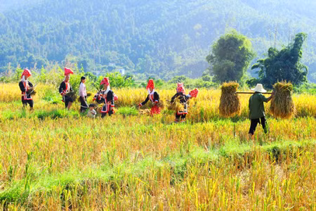 Nhờ đưa giống mới vào sản xuất, năng suất lúa của bà con nông dân được nâng lên. (Ảnh minh hoạ Internet)