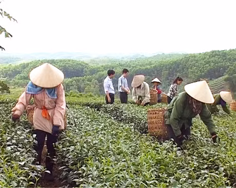 Thu hoạch chè ở Đường Hoa, huyện Hải Hà.