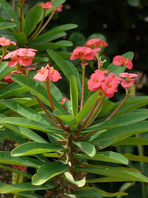Xương rồng bát tiên.