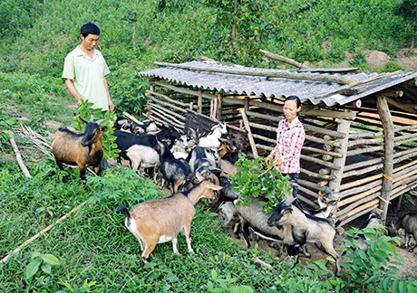 Vợ chồng anh Chíu Sắn Thím (thôn Cao Lâm, xã Phong Dụ, huyện Tiên Yên) thoát nghèo, vươn lên làm giàu từ nuôi dê.