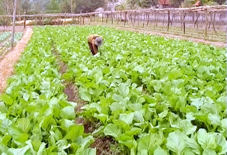 Chăm sóc rau ở mô hình rau sạch thôn 6, xã Hạ Long