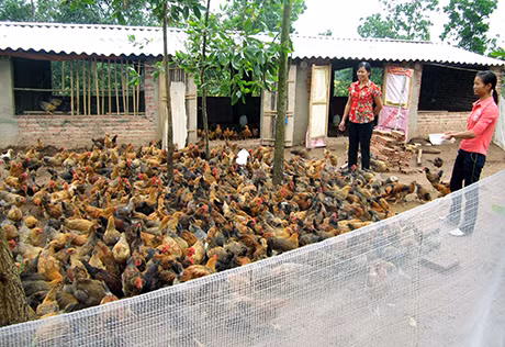Mô hình nuôi gà của hộ chị Hoàng Thị Hạnh, thôn Đồng Tâm, xã Dực Yên (Đầm Hà) mang lại hiệu quả kinh tế cao. Ảnh: Phương Loan