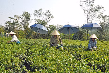 Cây chè đang giúp cho những hộ dân kinh tế mới thôn Tân Đức yên tâm bám trụ ở quê hương mới. Ảnh: Người dân Tân Đức thu hoạch chè.