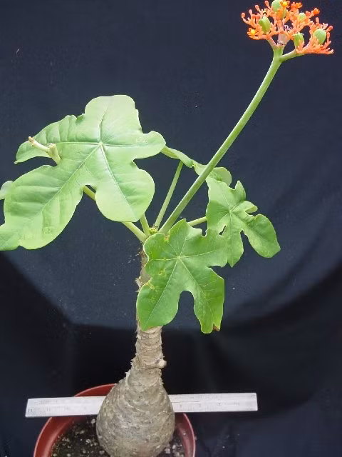 Cây ngô đồng được trồng làm cảnh phổ biến ở nước ta.