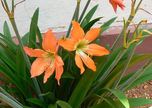 Huệ lili.