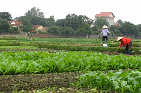 Sản xuất rau tại xã Tiền An, TX Quảng Yên. (Ảnh minh hoạ)