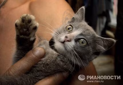 Nước Nga xôn xao với mèo 4 tai ảnh 1