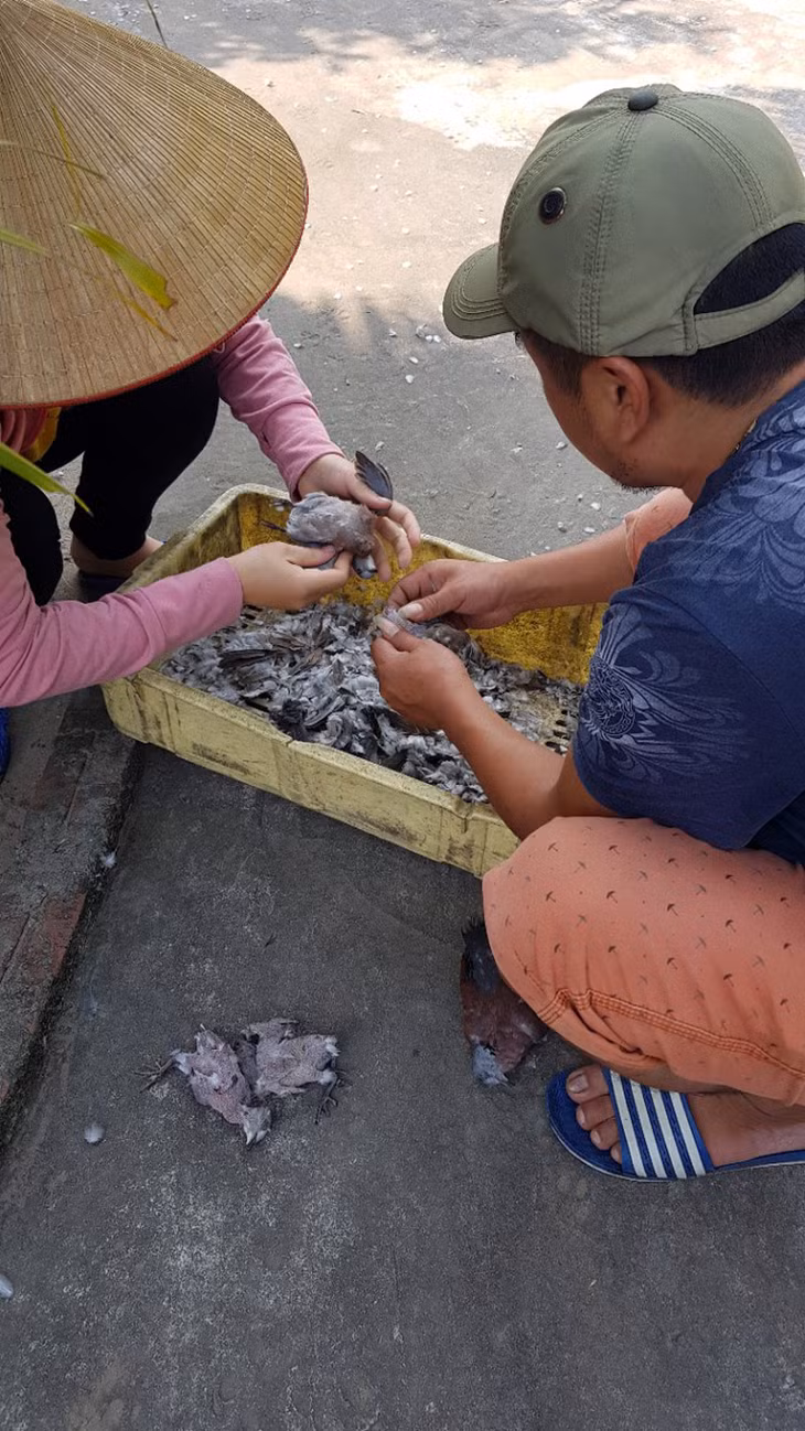 ...và chim trời đã trở thành đặc sản tại nhiều nhà hàng ở Móng Cái.