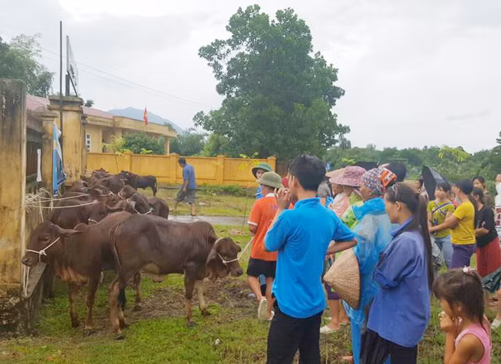Từ nguồn vốn Chương trình 135, huyện Đầm Hà hỗ trợ bò cho hộ nghèo phát triển sản xuất khi các hộ đã đối ứng được chuồng trại, diện tích trồng cỏ, chăn thả (Trong ảnh: Huyện Đầm Hà trao bò giống cho người dân xã Tân Bình) 