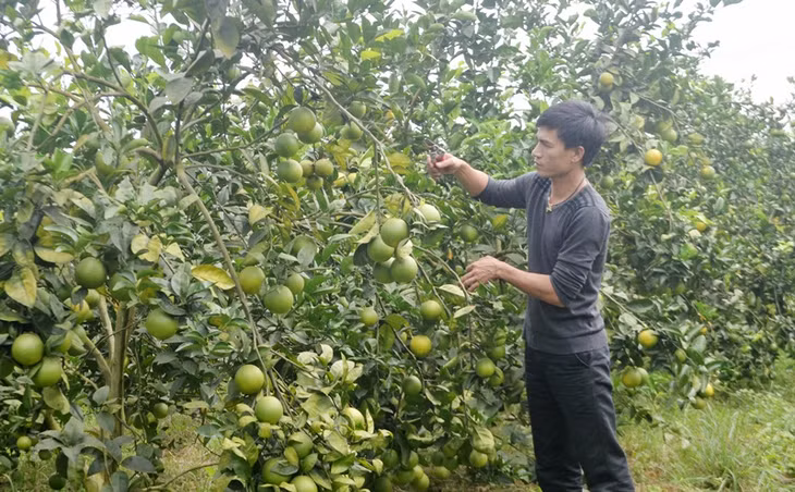 Cây cam Vinh chuẩn bị cho thu hoạch cung cấp cho Công ty VinEco (Tập đoàn Vingroup)